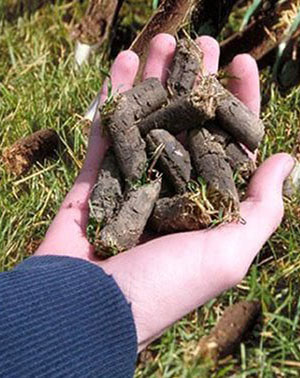 Aeration fertilizer photo