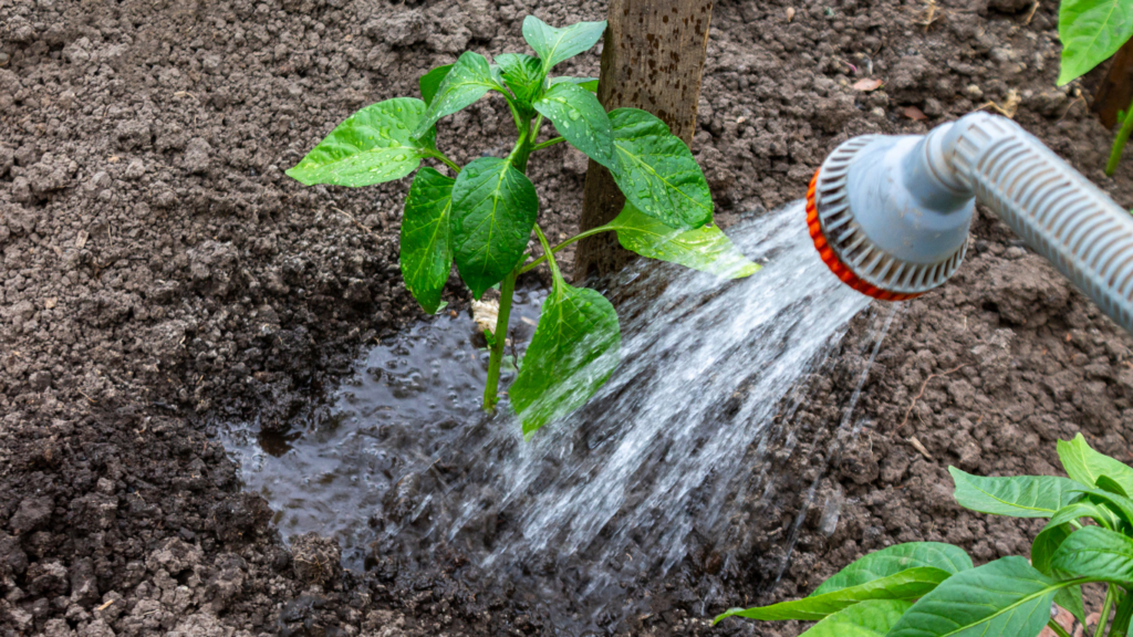 watering your shade trees